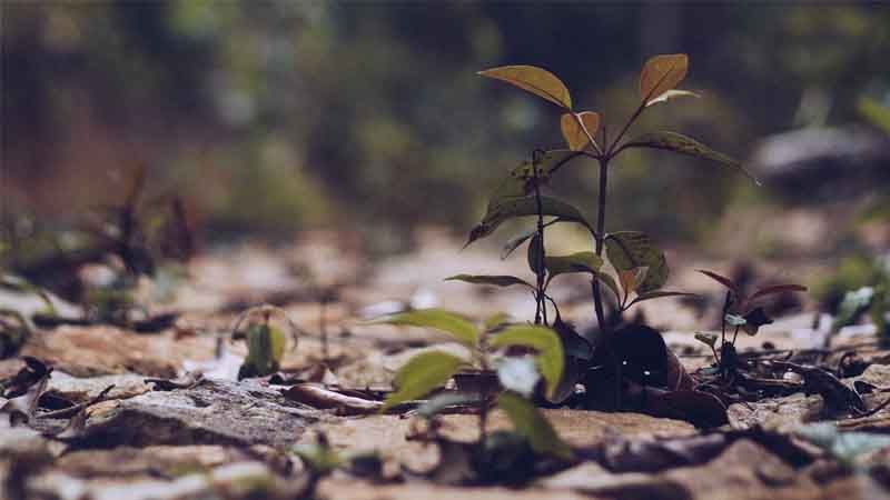 Boix Rameaux Fragmentés