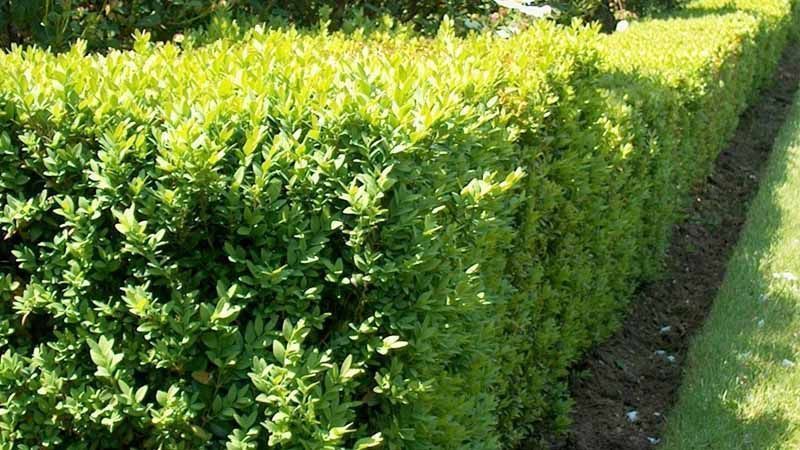 Boj Buxus sempervirens