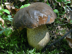 Boletus aereus