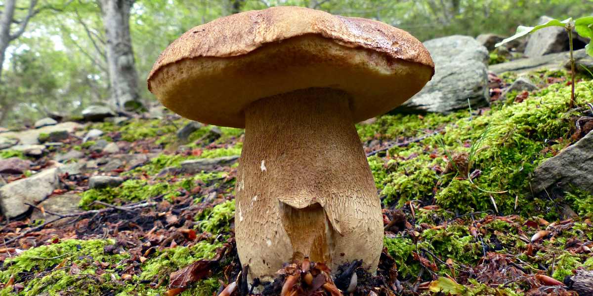 Boletus reticulatus