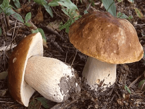 Boletus edulis