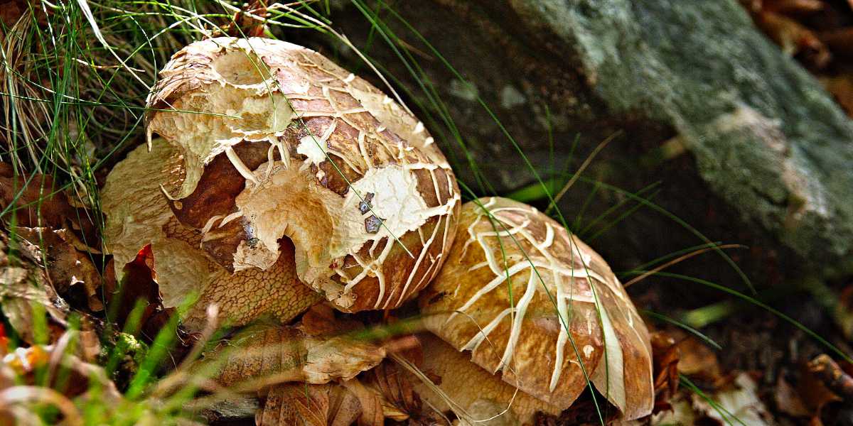 Detalle de Boletus reticulatus Boletus aestivalis