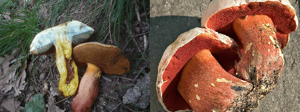 Boletus rhodoxanthus