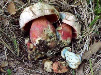 Boletus satanas setas venenosas Boletus satanas setas venenosas