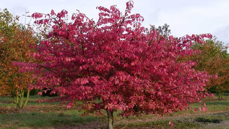 Bonetero alado Euonymus alatus