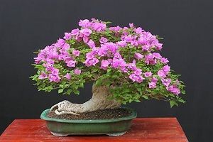 Buganvilla Bonsai buganvilla