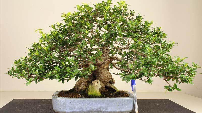 Bonsai mirto