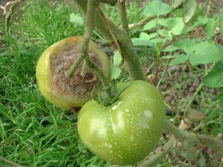 podredumbre gris tomate Botritis cinerea enfermedades del tomate