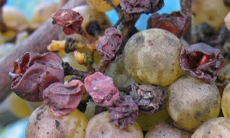 Botrytis cinerea vid Botrytis cinerea vid
