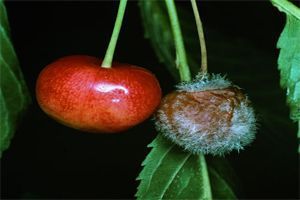 Botrytis cinerea