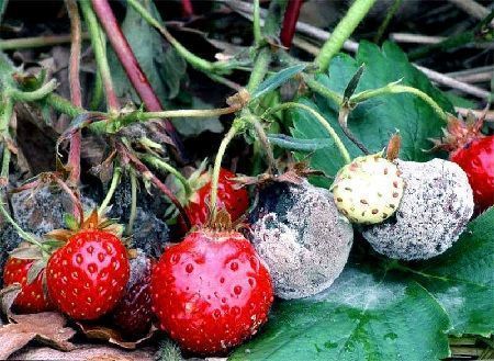 Botrytis cinerera en fresas Botrytis cinerera en fresas