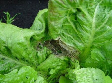 Botrytis sobre hoja de lechuga
