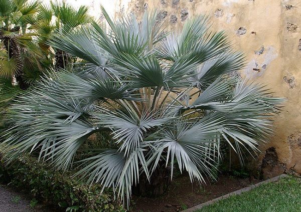 Brahea armata joven o palmera azul