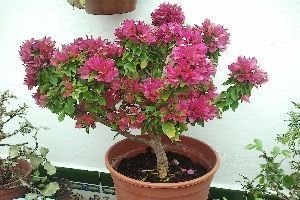 buganvilla Buganvilla bonsai