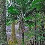 Burretiokentia dumasii Tipos de palmeras