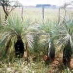 Butia archeri Tipos de palmeras
