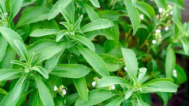 Cultivo de Stevia
