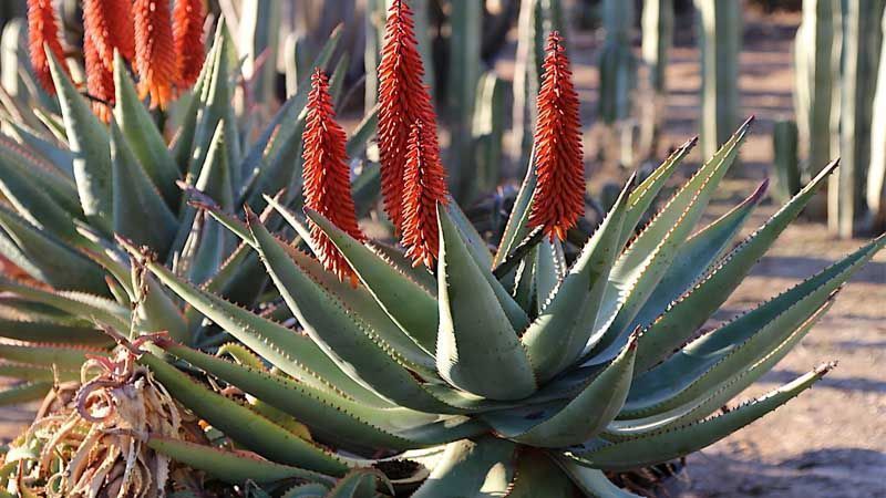 Cactus Aloe ferox