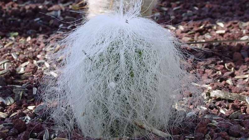 Cactus Cephalocereus senilis