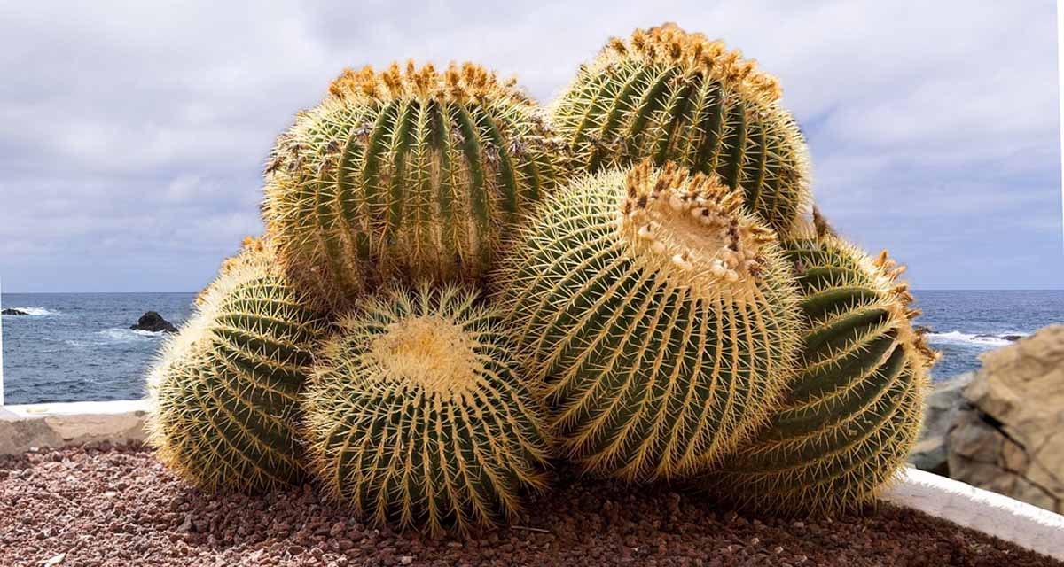 Cactus Echinocactus grusonii