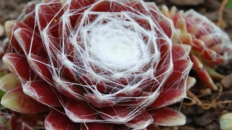 Cactus Sempervivum arachnoideum