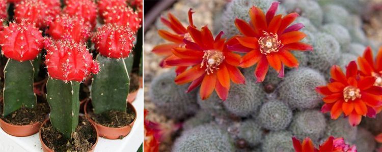 Cactus con flores color rojo