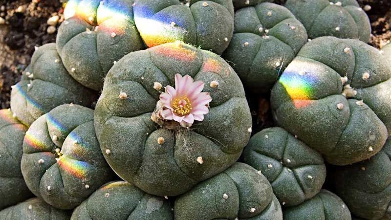 Cactus peyote