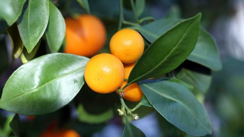 Calamondín citrico