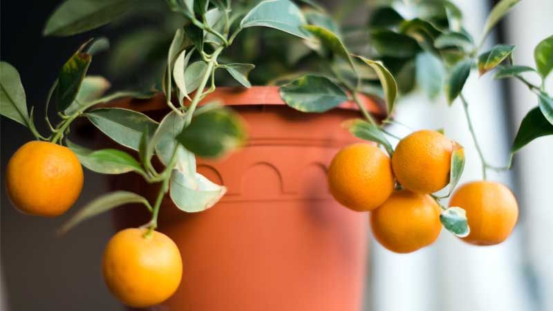 Calamondín en maceta