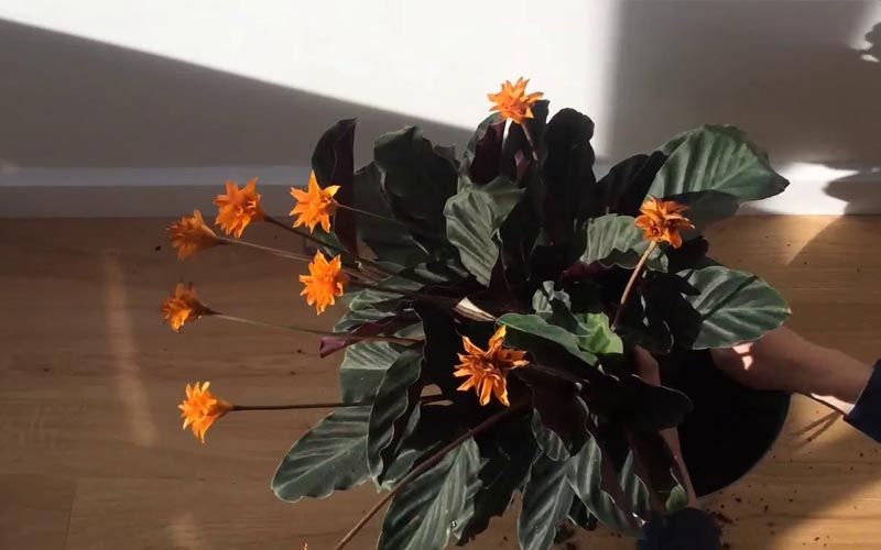 Calathea crocata en casa