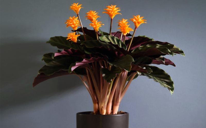 Calathea crocata en maceta