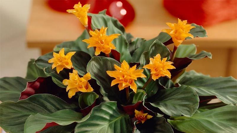 Calathea crocata