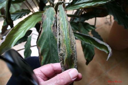 Calathea seca por falta de riego
