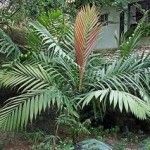 Calyptrocalyx albertisianus Tipos de palmeras