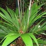 Calyptrogyne ghiesbreghtiana Tipos de palmeras