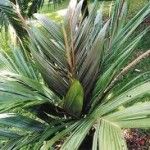 Calyptronoma occidentalis Tipos de palmeras