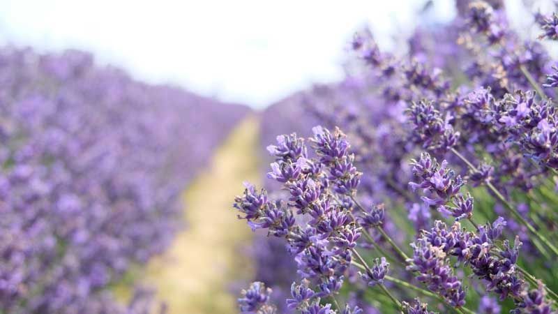 Campo de lavanda
