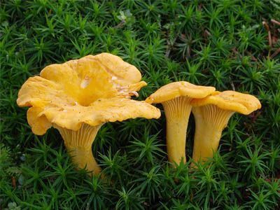 Foto de Cantharellus cibarius