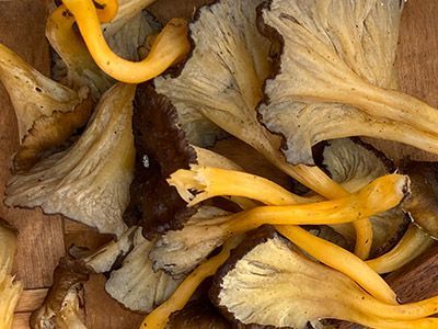 Foto macro de Cantharellus lutescens