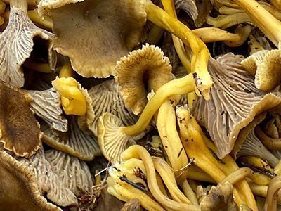 Foto macro de Cantharellus tubaeformis