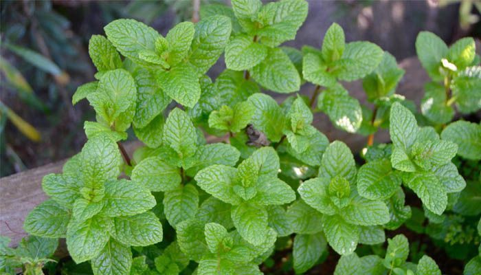 Características de la menta