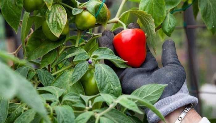 Características del chile rocoto