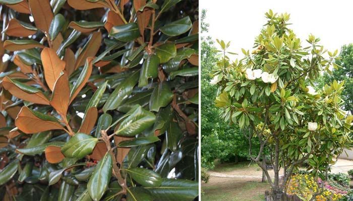 Características del magnolio