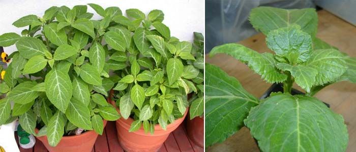 Características salvia divinorum