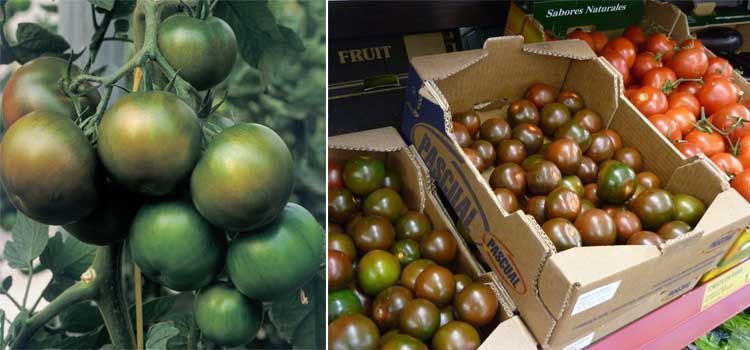 Características tomate Kumato