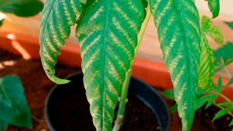 Carencias de las plantas