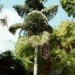 Caryota cumingii Tipos de palmeras