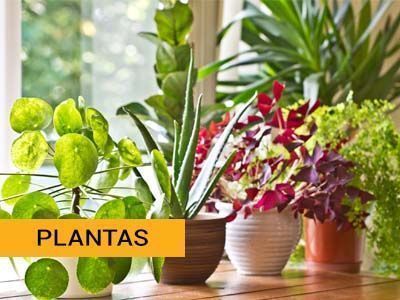 Categoría fichas de plantas