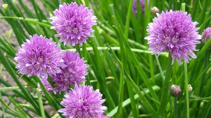 Cebollino Allium schoenoprasum