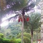 Ceroxylon alpinum Tipos de palmeras